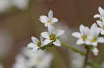 Early saxifrage